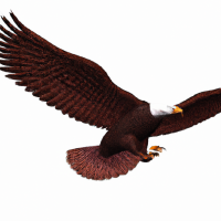 Eagle soaring a