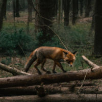 A fox walking from left to right along a fallen tree in a wild looking forest 